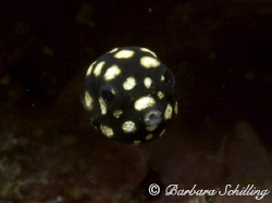 Baby Trunkfish, as big as my pinky nail :-) by Barbara Schilling 